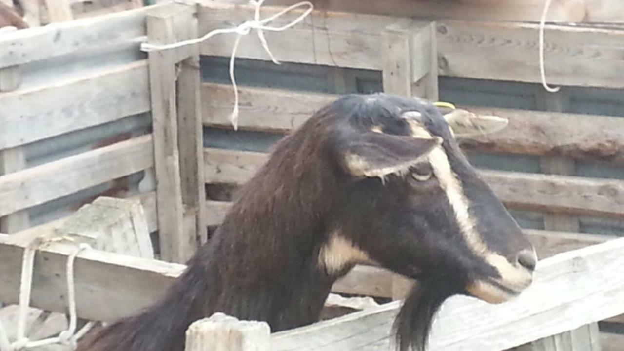カザルボルディーノ La Collina Degli Alloriヴィラ エクステリア 写真